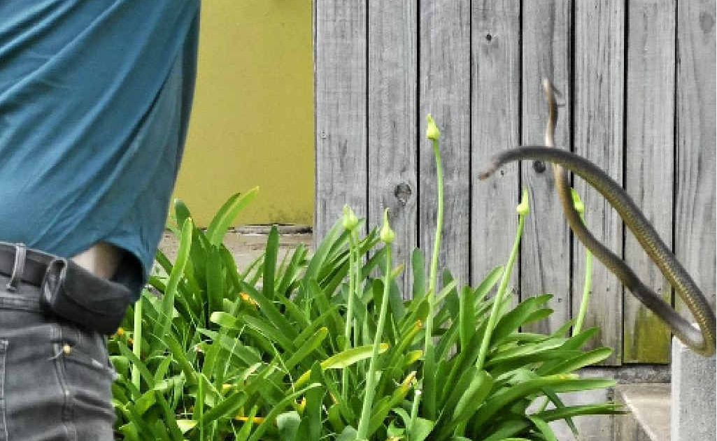 Ian Hopkins safely puts a brown snake into a bin after catching it outside Eagle Boys.